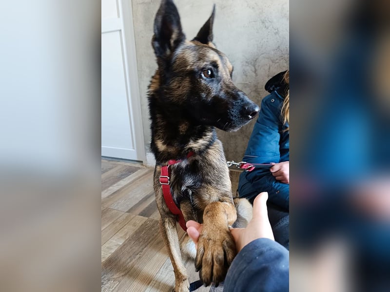 Lio - Best Buddy gesucht!