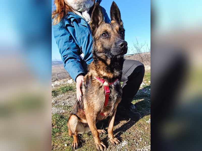 Lio - Best Buddy gesucht!