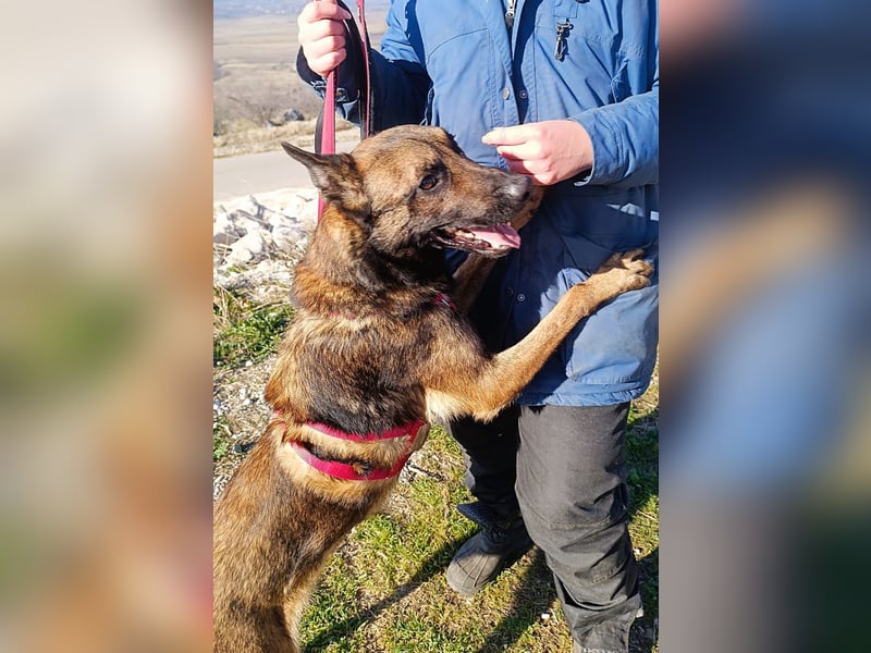 Lio - Best Buddy gesucht!