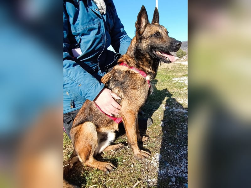 Lio - Best Buddy gesucht!