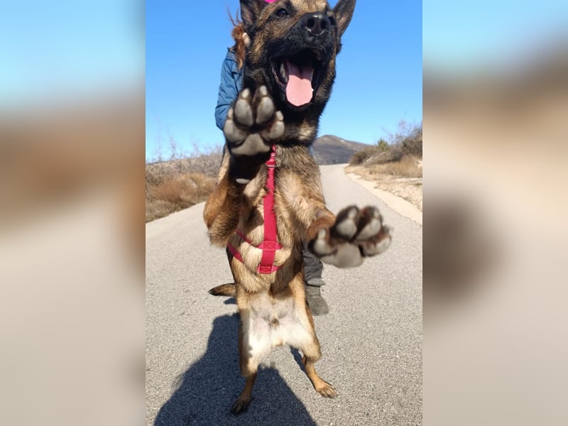 Lio - Best Buddy gesucht!