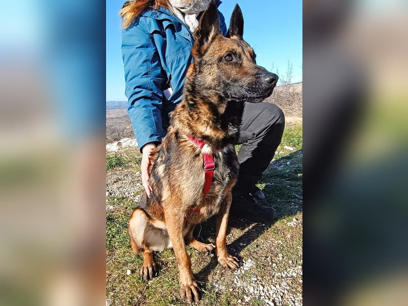 Lio - Best Buddy gesucht!
