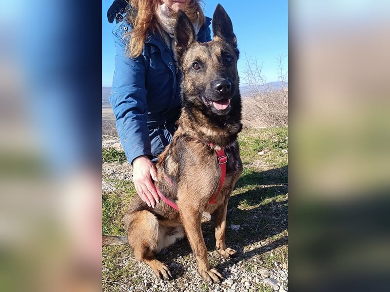 Lio - Best Buddy gesucht!