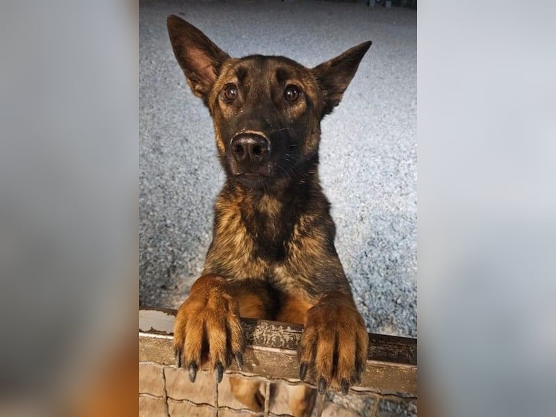 Lio - Best Buddy gesucht! (22417 Hamburg)