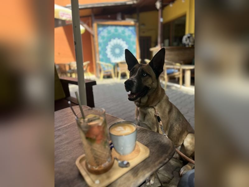 Malfoy - kastrierter Malinois (?) - Mischlingsrüde