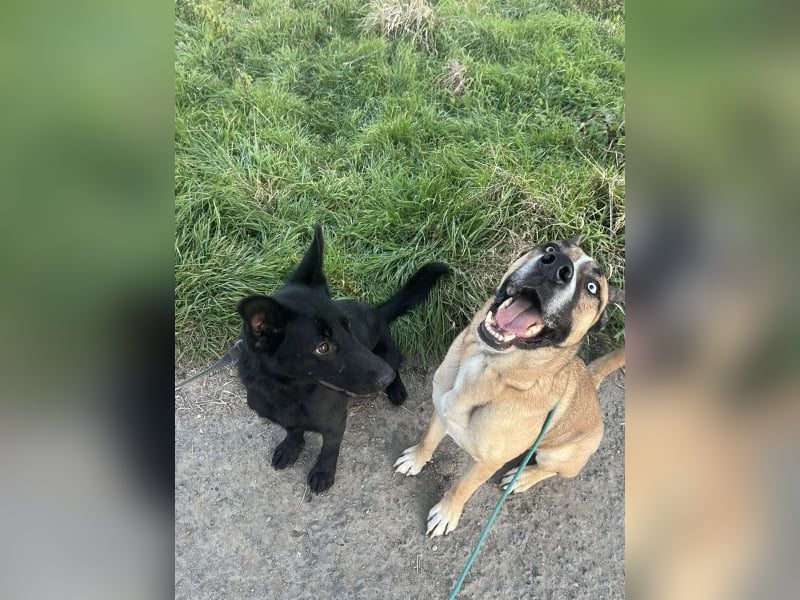 Malfoy - kastrierter Malinois (?) - Mischlingsrüde