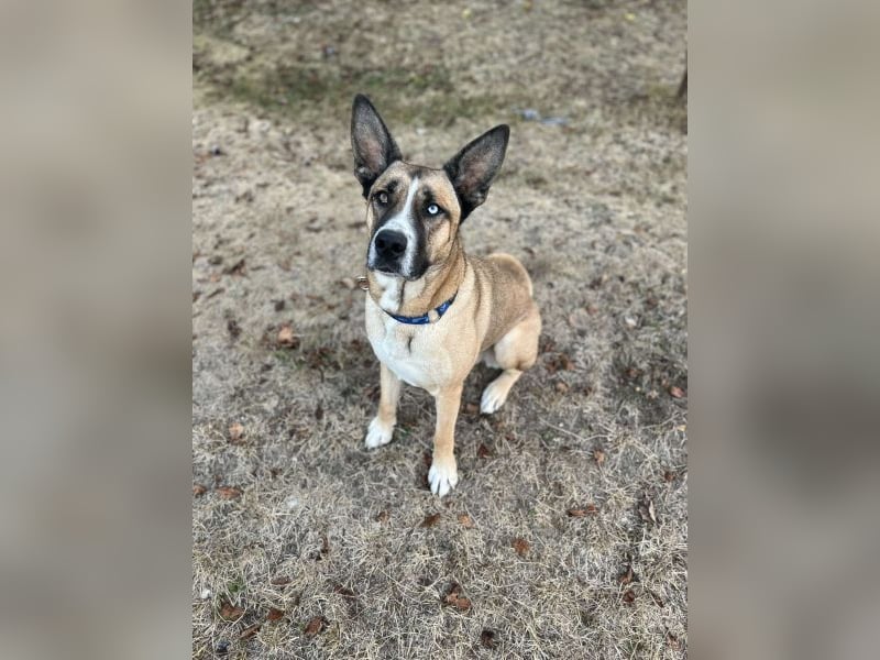 Malfoy - kastrierter Malinois (?) - Mischlingsrüde