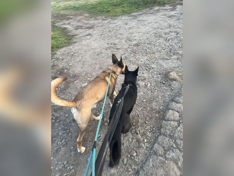 Malfoy - kastrierter Malinois (?) - Mischlingsrüde