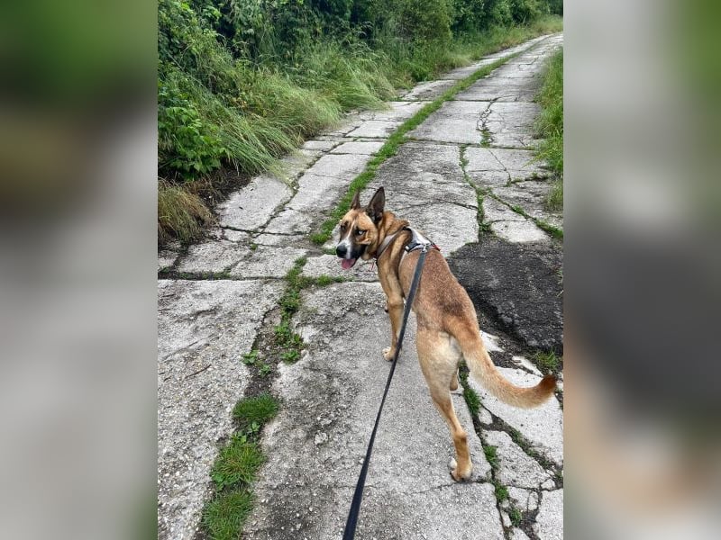 Malfoy - kastrierter Malinois (?) - Mischlingsrüde