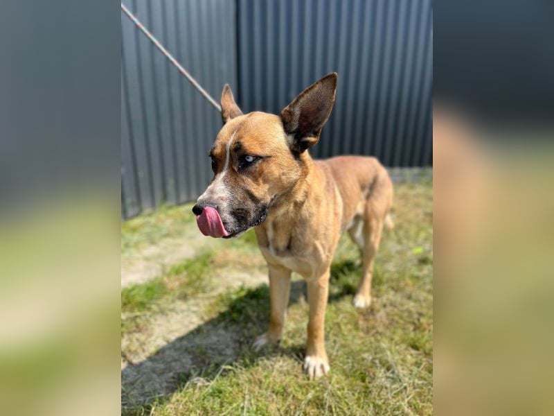 Malfoy - kastrierter Malinois (?) - Mischlingsrüde
