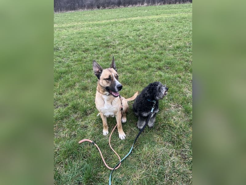 Malfoy - kastrierter Malinois (?) - Mischlingsrüde