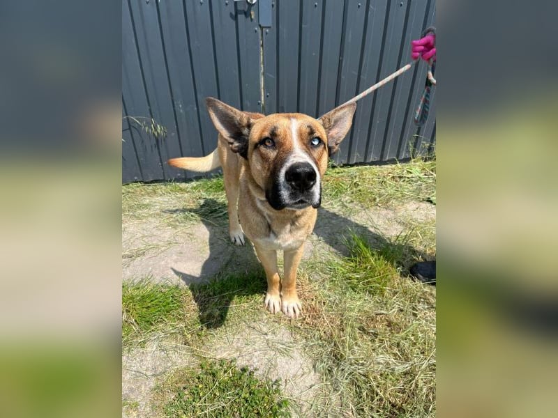 Malfoy - kastrierter Malinois (?) - Mischlingsrüde