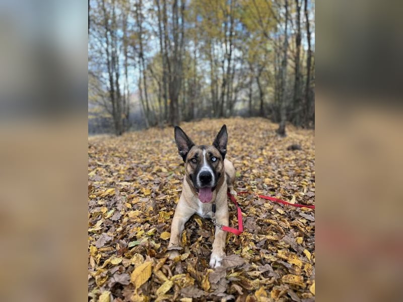 Malfoy - kastrierter Malinois (?) - Mischlingsrüde