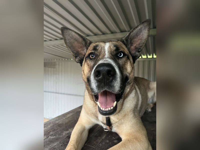 Malfoy - kastrierter Malinois (?) - Mischlingsrüde