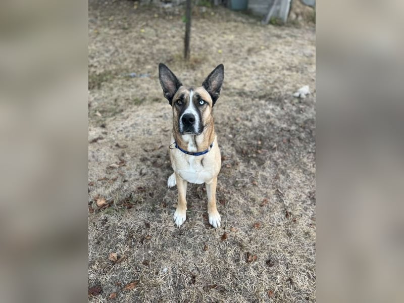 Malfoy - kastrierter Malinois (?) - Mischlingsrüde