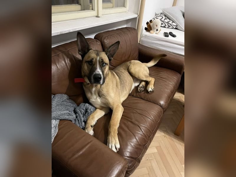 Malfoy - kastrierter Malinois (?) - Mischlingsrüde