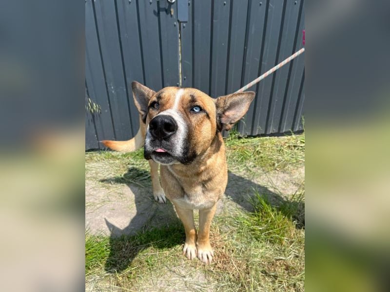 Malfoy - kastrierter Malinois (?) - Mischlingsrüde