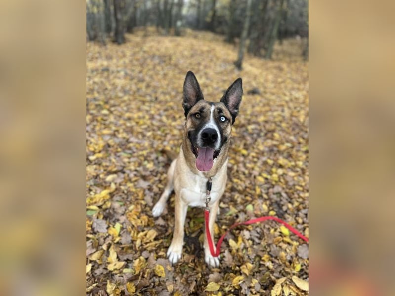 Malfoy - kastrierter Malinois (?) - Mischlingsrüde