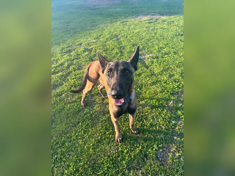 Salva, perfekter Malinois der einfach nur gefallen will