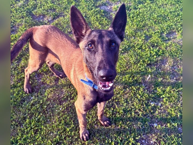 Salva, perfekter Malinois der einfach nur gefallen will