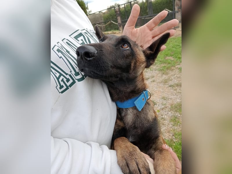 Salva, perfekter Malinois der einfach nur gefallen will