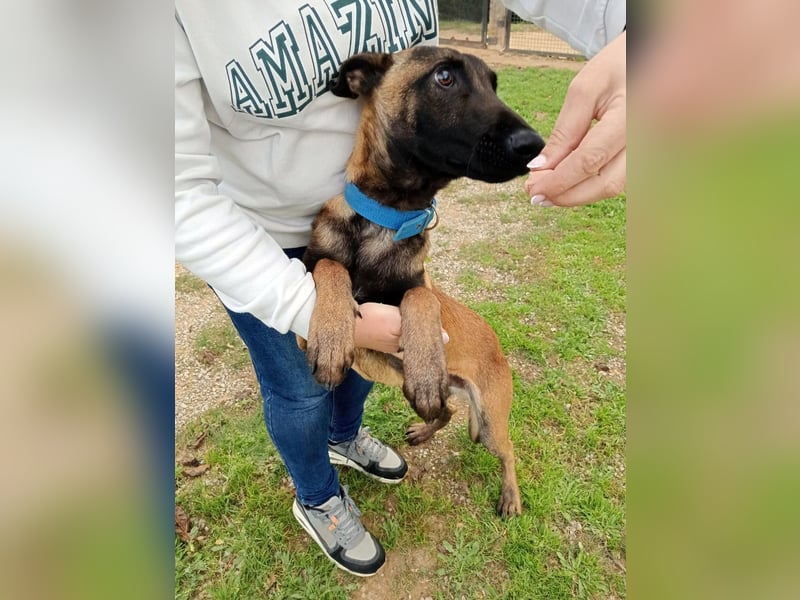Salva, perfekter Malinois der einfach nur gefallen will