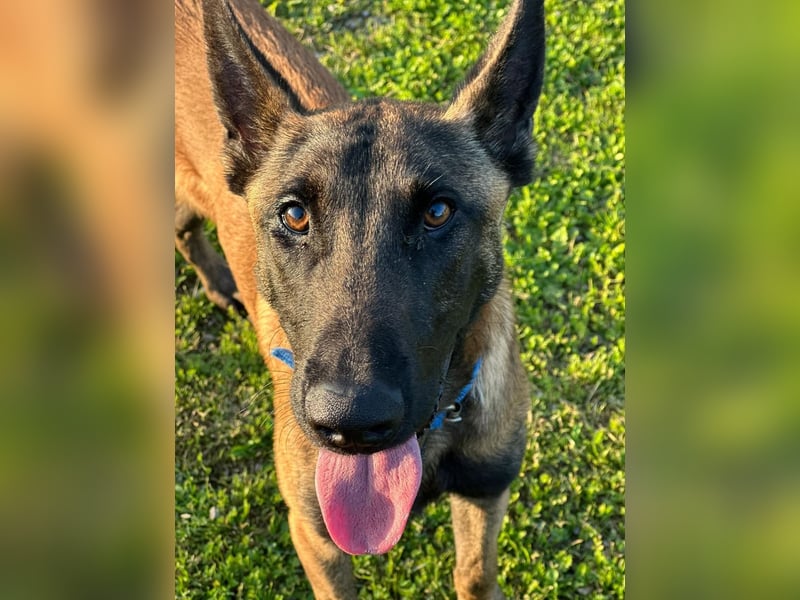 Salva, perfekter Malinois der einfach nur gefallen will