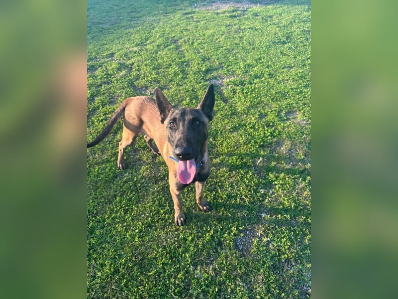 Salva, perfekter Malinois der einfach nur gefallen will