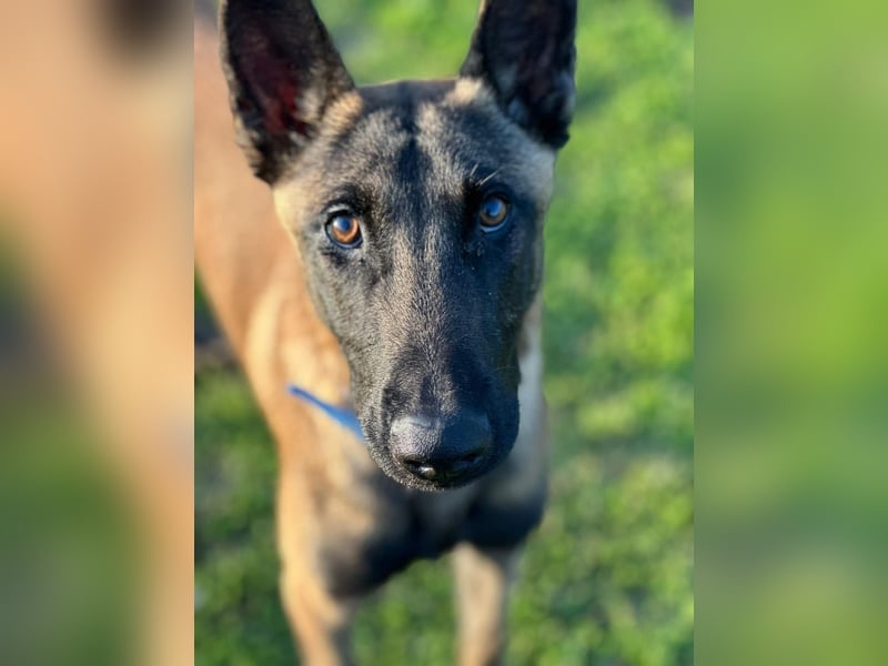 Salva, perfekter Malinois der einfach nur gefallen will