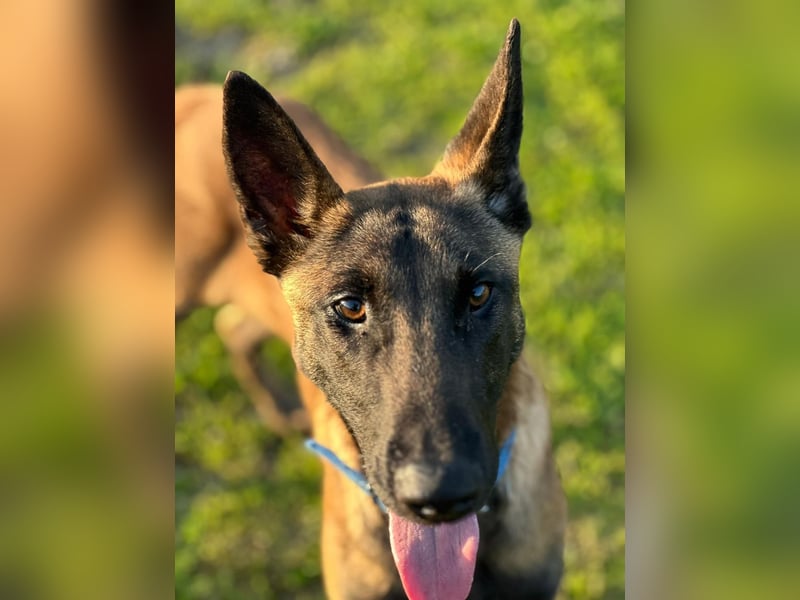 Salva, perfekter Malinois der einfach nur gefallen will
