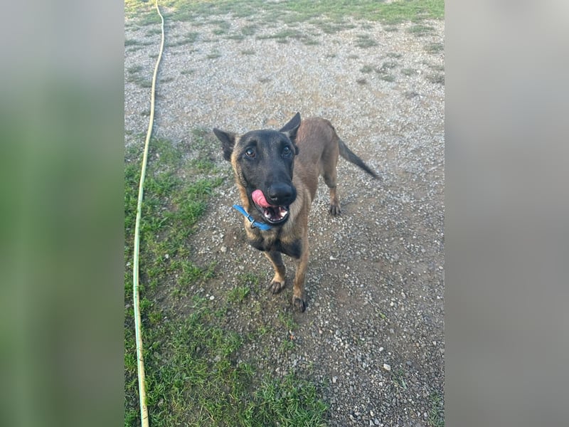 Salva, perfekter Malinois der einfach nur gefallen will