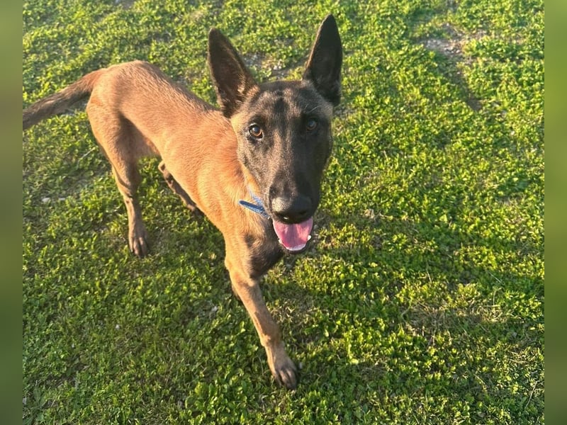 Salva, perfekter Malinois der einfach nur gefallen will