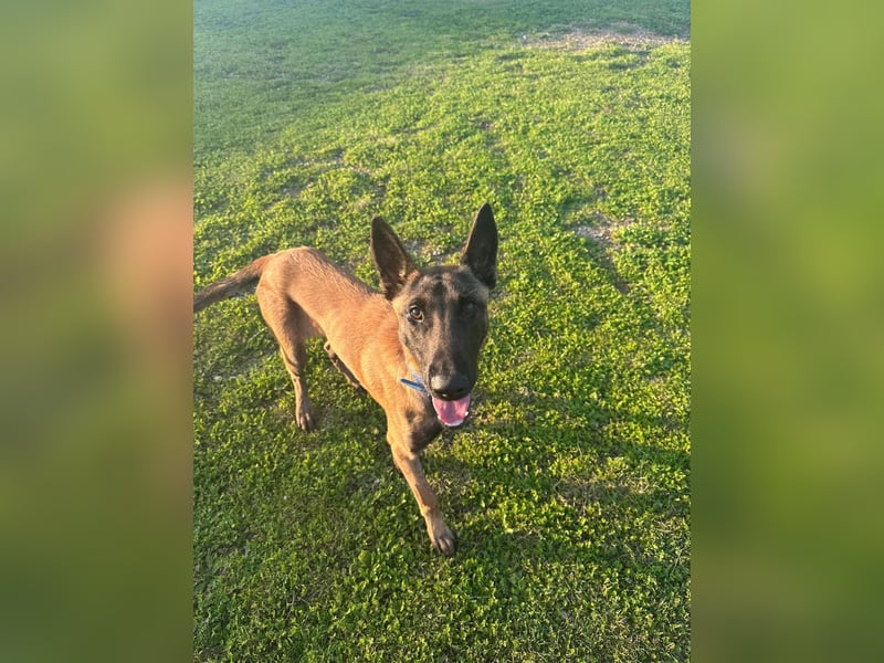 Salva, perfekter Malinois der einfach nur gefallen will
