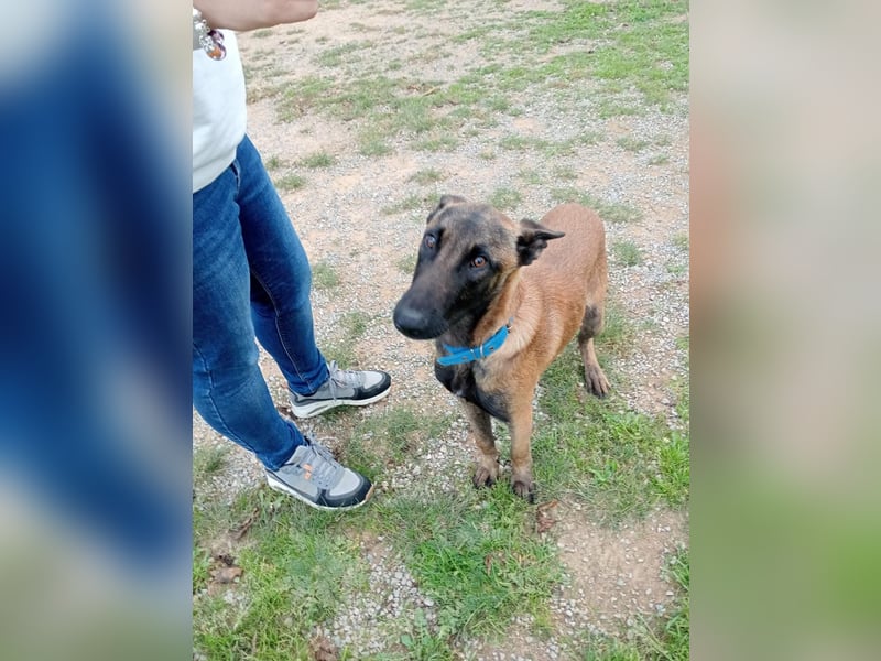 Salva, perfekter Malinois der einfach nur gefallen will