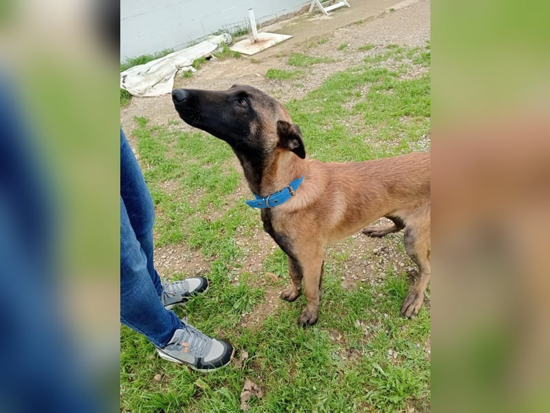 Salva, perfekter Malinois der einfach nur gefallen will