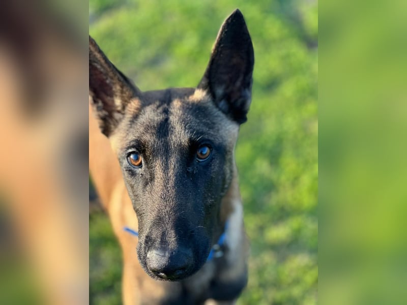 Salva, perfekter Malinois der einfach nur gefallen will