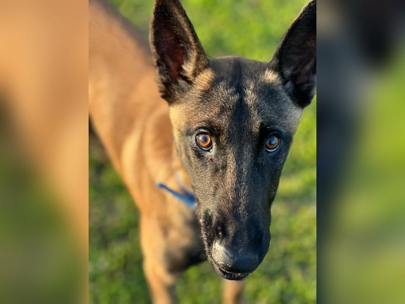 Salva, perfekter Malinois der einfach nur gefallen will