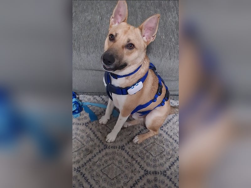 Cooper, auf einer Pflegestelle in Kiel