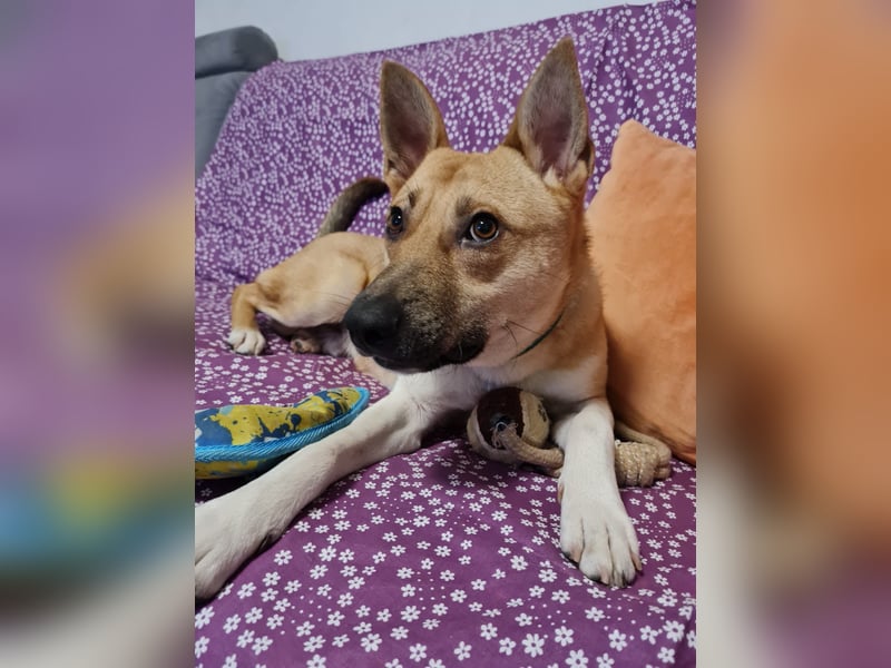 Cooper, auf einer Pflegestelle in Kiel
