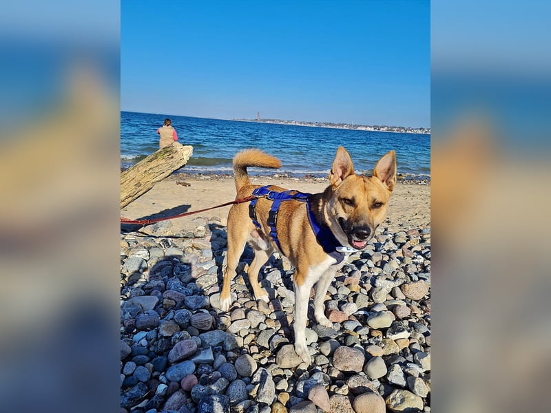 Cooper, auf einer Pflegestelle in Kiel