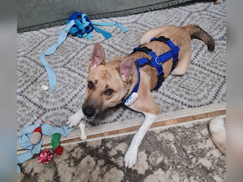 Cooper, auf einer Pflegestelle in Kiel