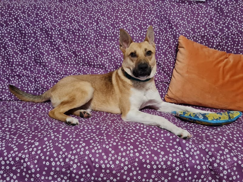 Cooper, auf einer Pflegestelle in Kiel