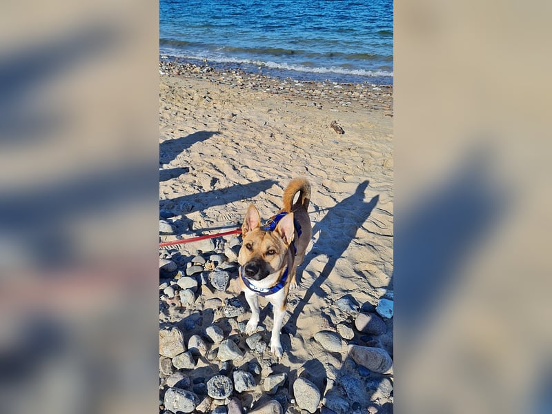 Cooper, auf einer Pflegestelle in Kiel