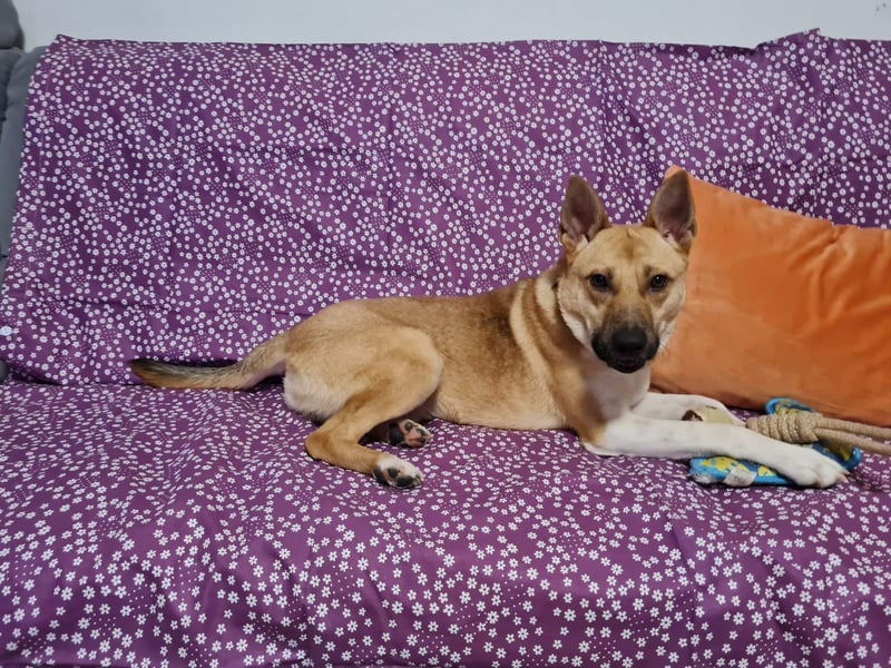 Cooper, auf einer Pflegestelle in Kiel