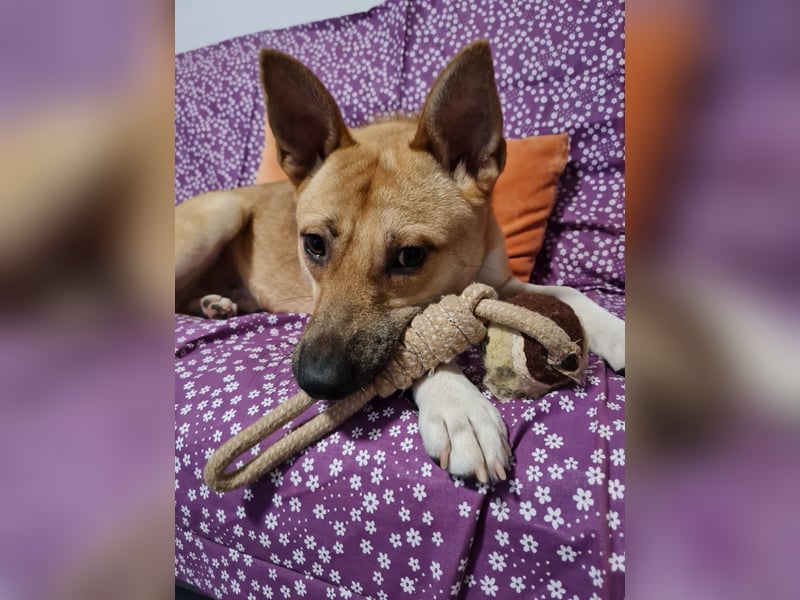 Cooper, auf einer Pflegestelle in Kiel