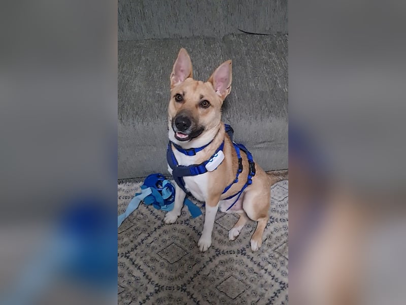 Cooper, auf einer Pflegestelle in Kiel