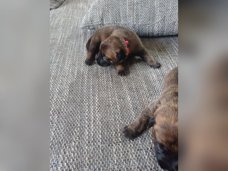 Malinois und  X Herder Mischling
