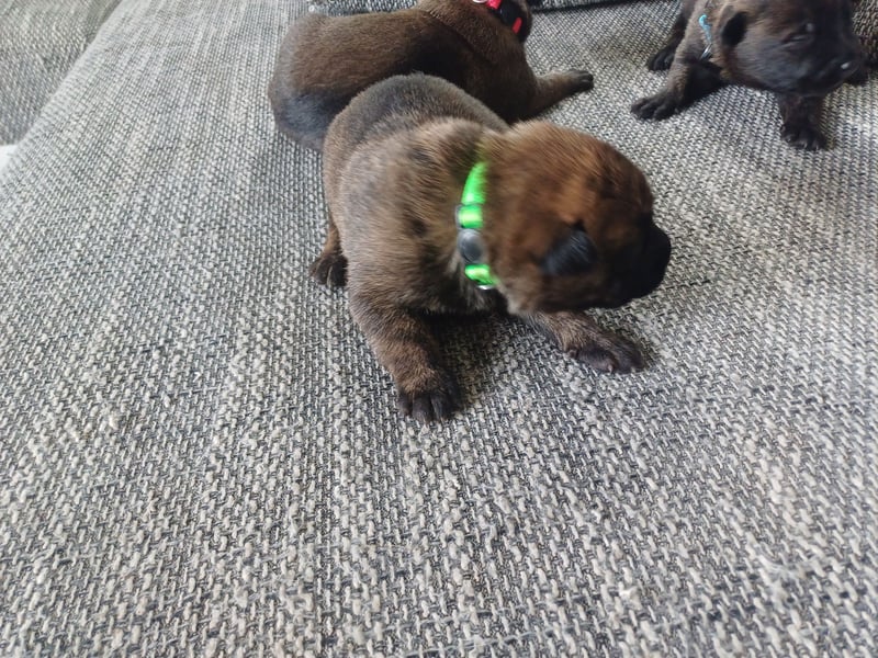 Malinois und  X Herder Mischling