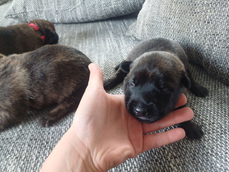 Malinois und  X Herder Mischling