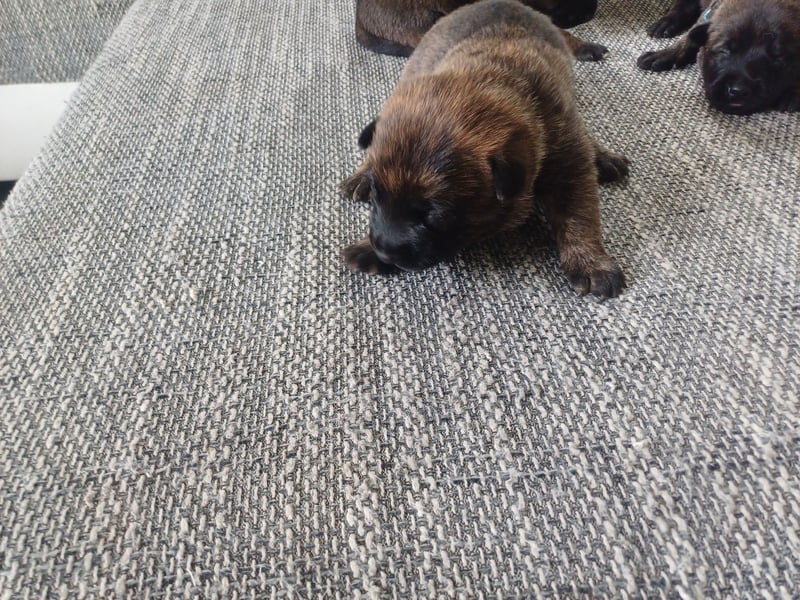 Malinois und  X Herder Mischling